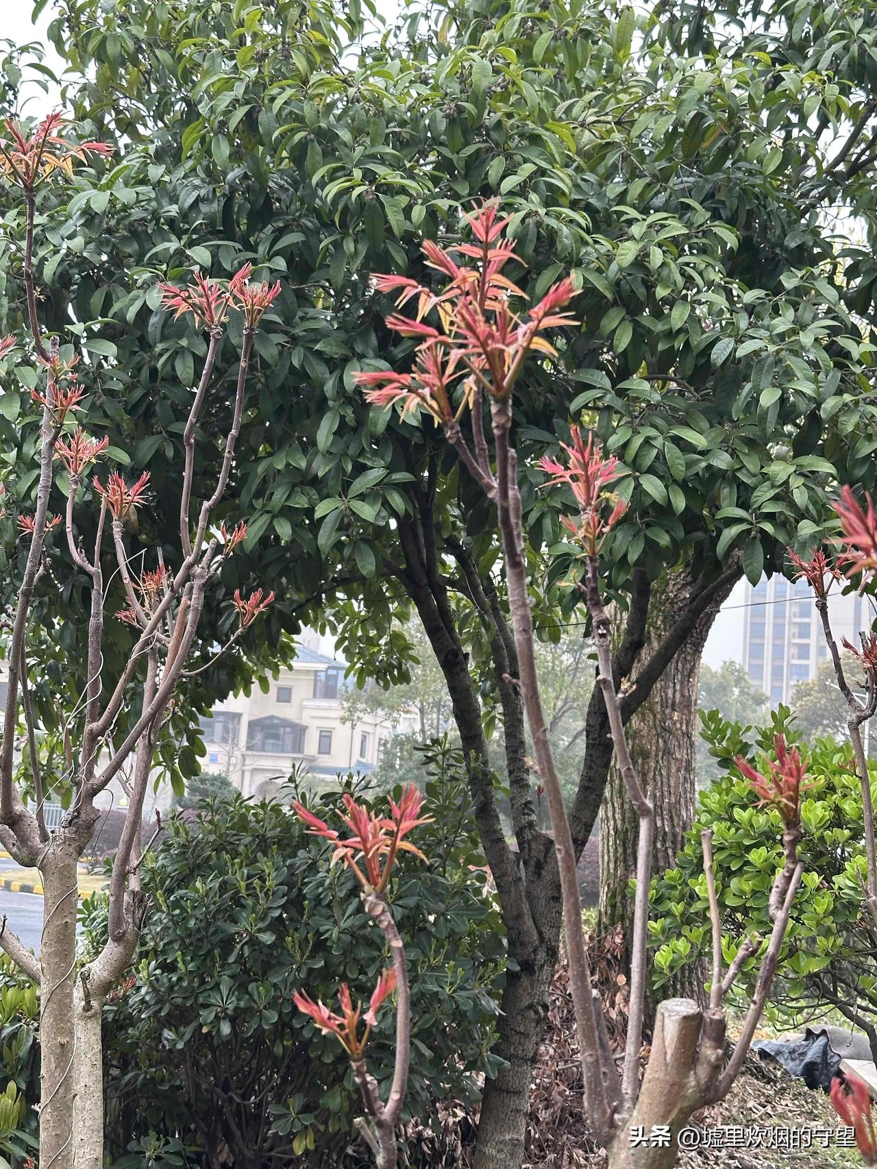 早上去菜市场买菜，卖菜的大姐热情地招呼我，说要不要带点香椿回家吃。以前香椿一上市