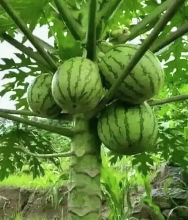 这年头，连西瓜都长在树上了，啥情况🤔❓我还是头一次见，我想破脑袋，也没想明白这