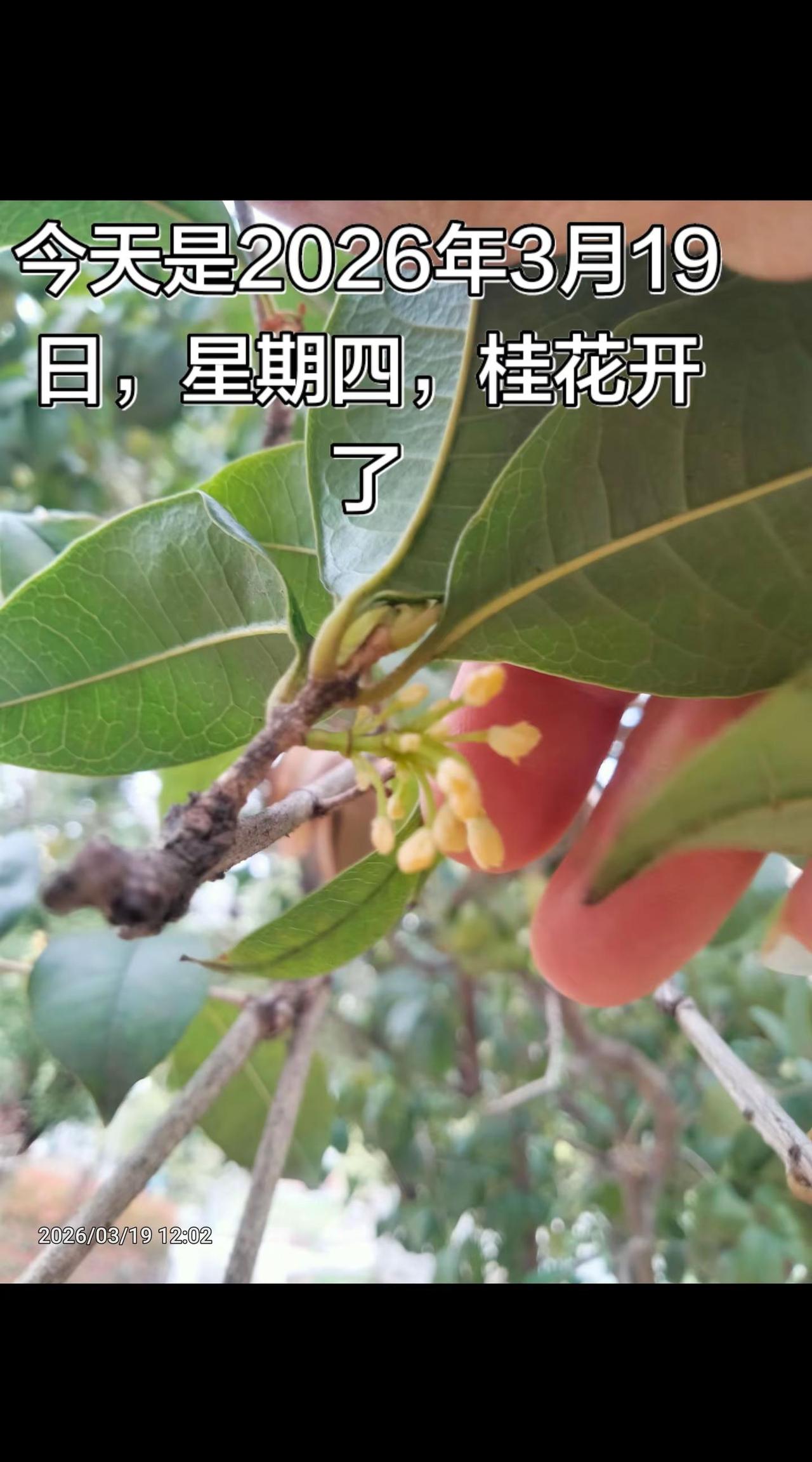 四季乱了，本该八月桂花香，现在才三月就开