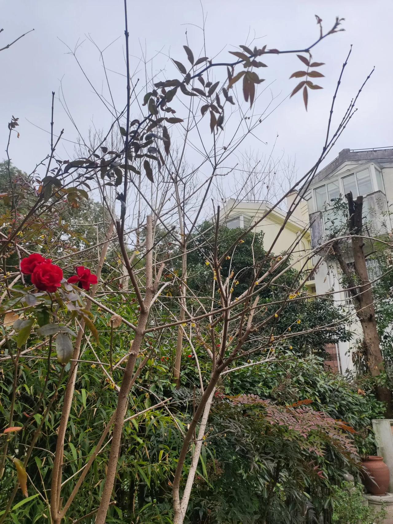 春梅不如冬梅香
挨冻得太长
枯枝败叶似萧条
等茂盛的枝芽
总有红杏出墙来
是寂寞