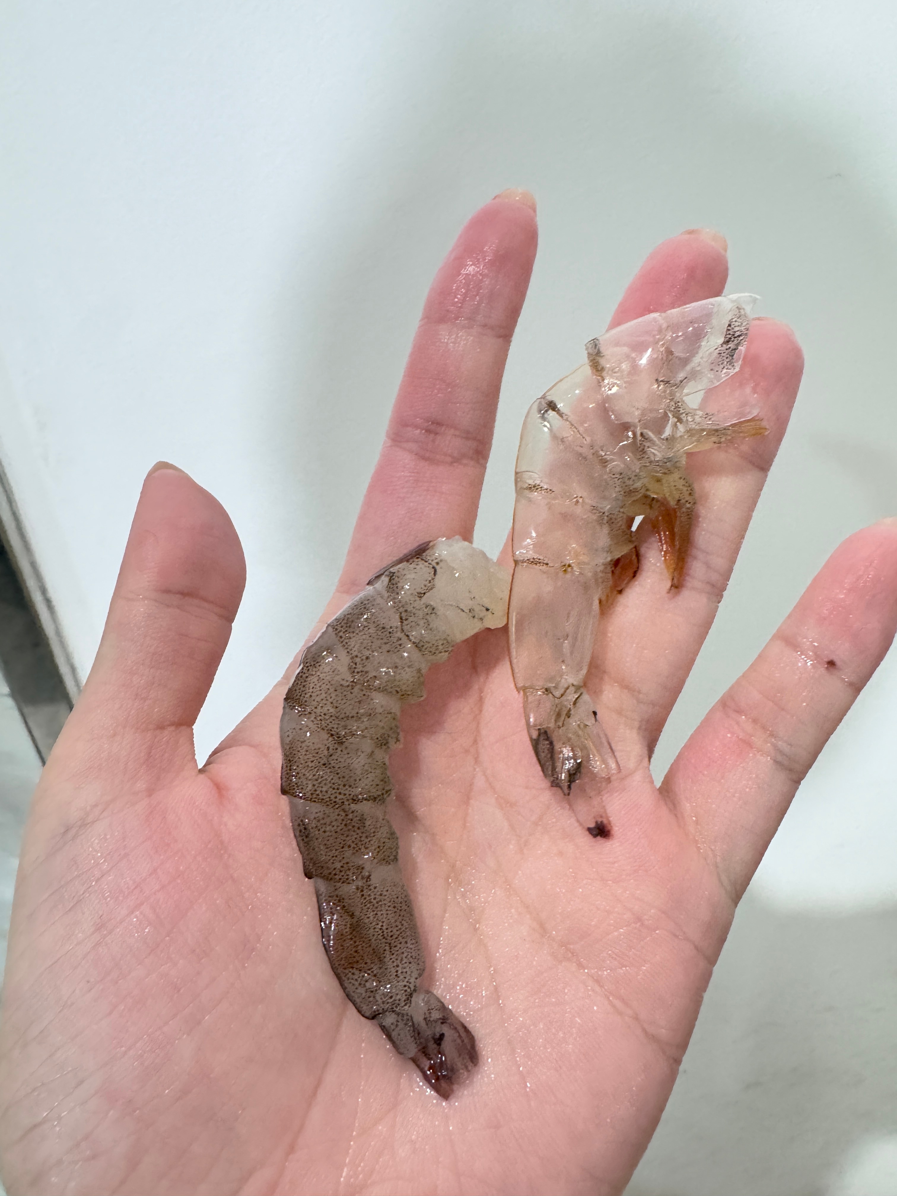 俺学会了完整生剥虾壳[开学季] ​​​