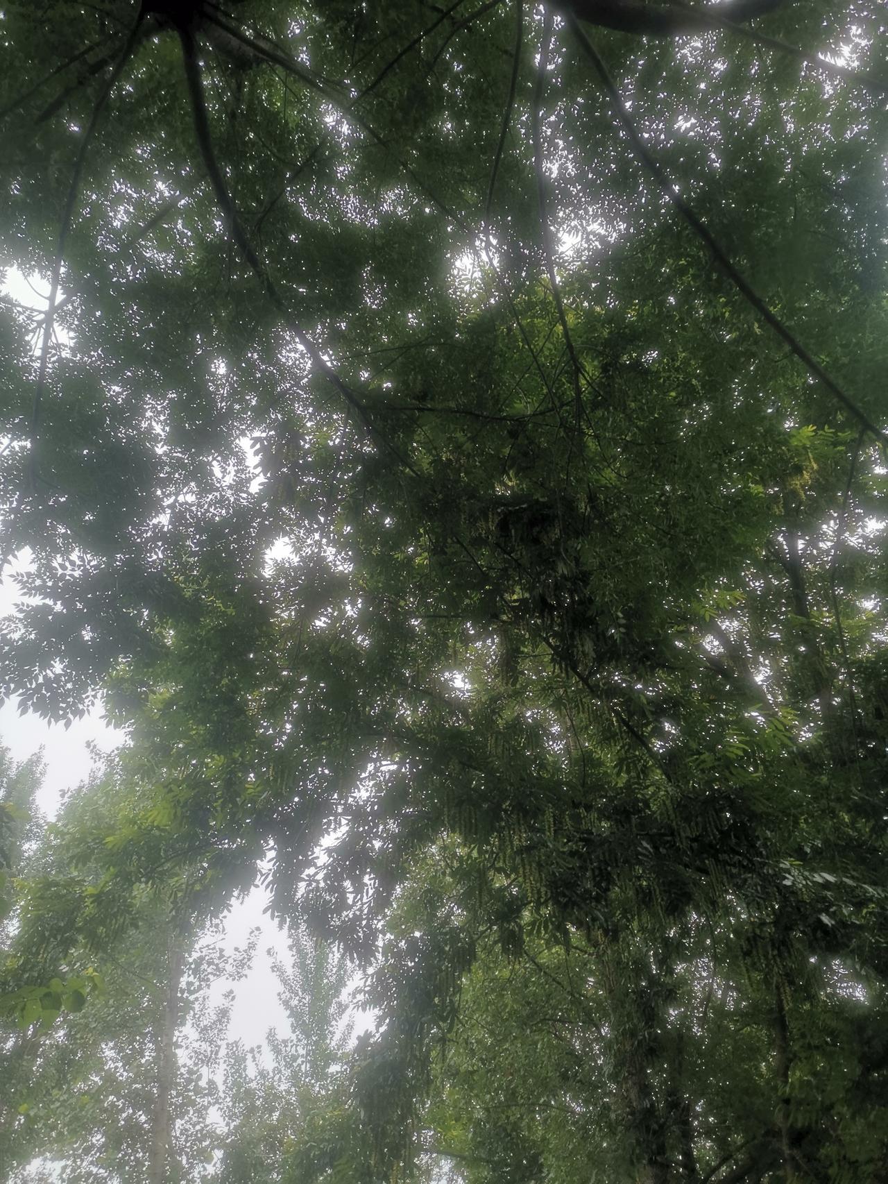 今天中午十二点半，我们这里也没有出太阳，是阴天。因为昨天下雨了。

今天，天空雾