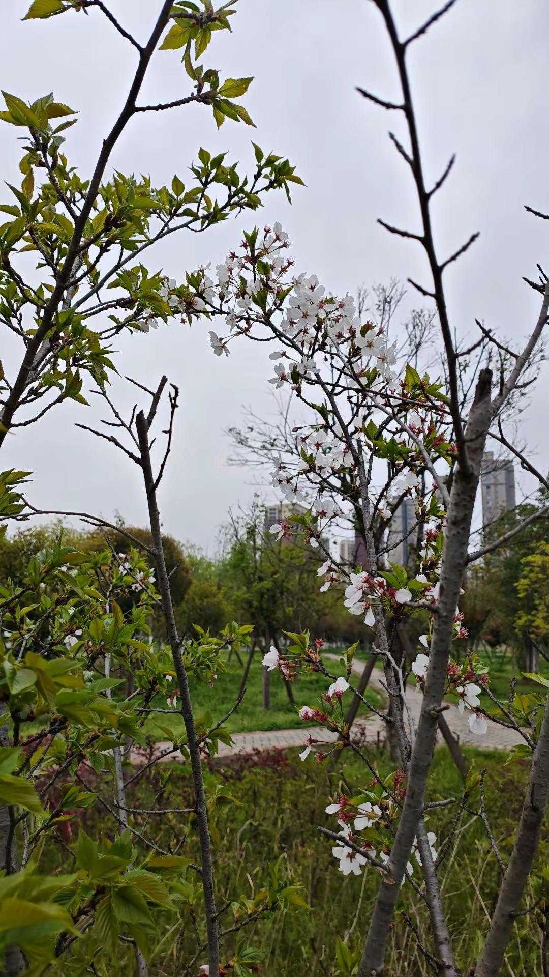 谁知道这是什么 用镜头捕捉春天