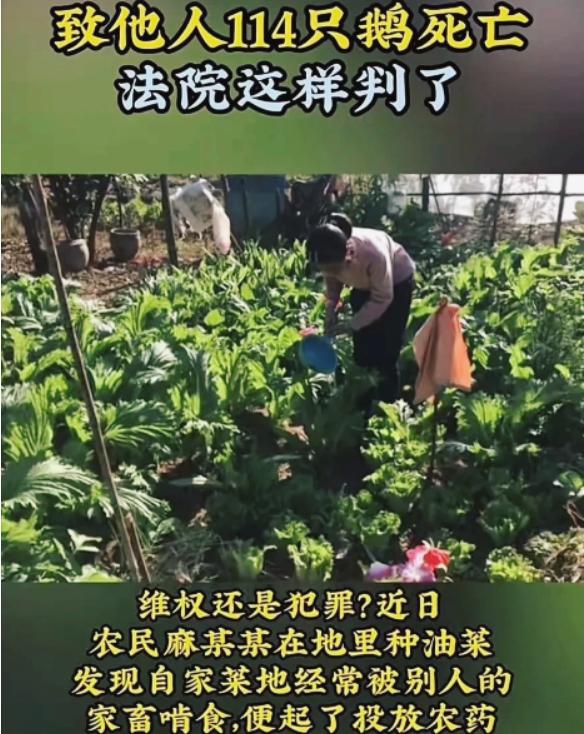 讹人讹出新高度！湖南，一男子发现自己辛苦养殖的油菜，经常被村民养的家畜啃食，于是