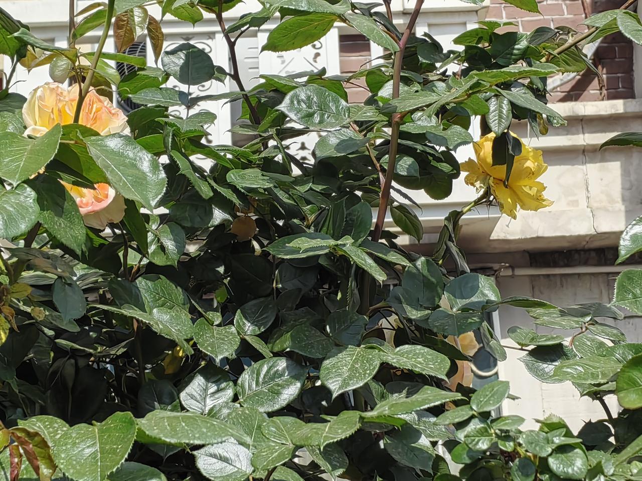 再过几天，天津市，尤其南开区就该是月季花的海洋了。
    五一节过后，可以去五