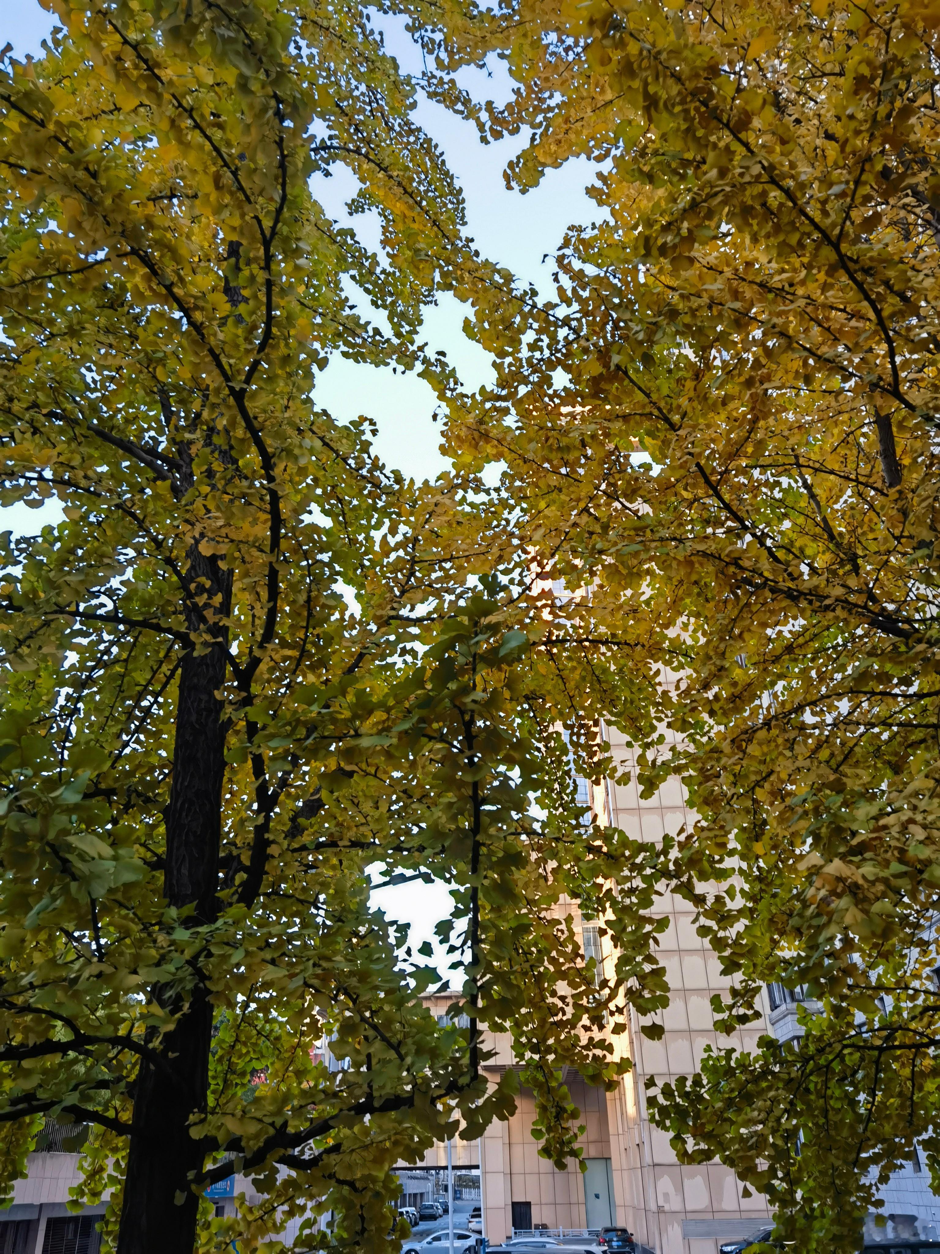 大地如歌。江南入冬渐深，枝头的秋意再浓几分。院中的银杏在暖阳下灿烂着，即将进入它