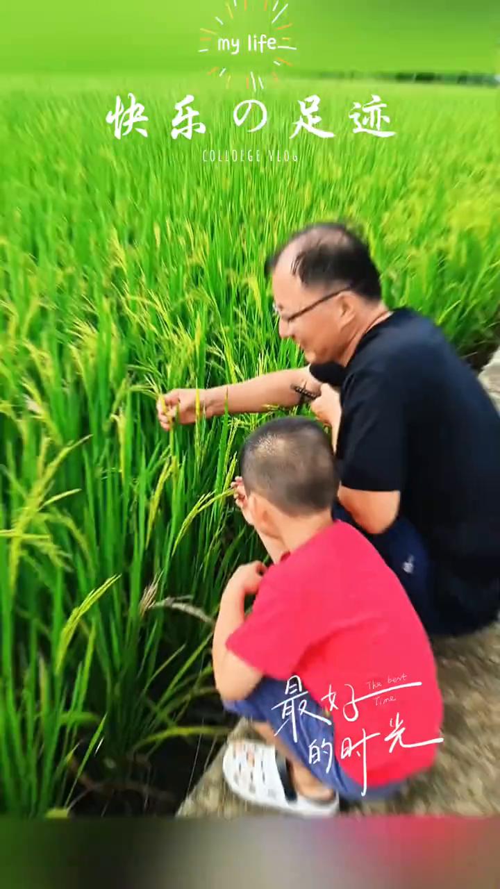 稻田最好的时光。