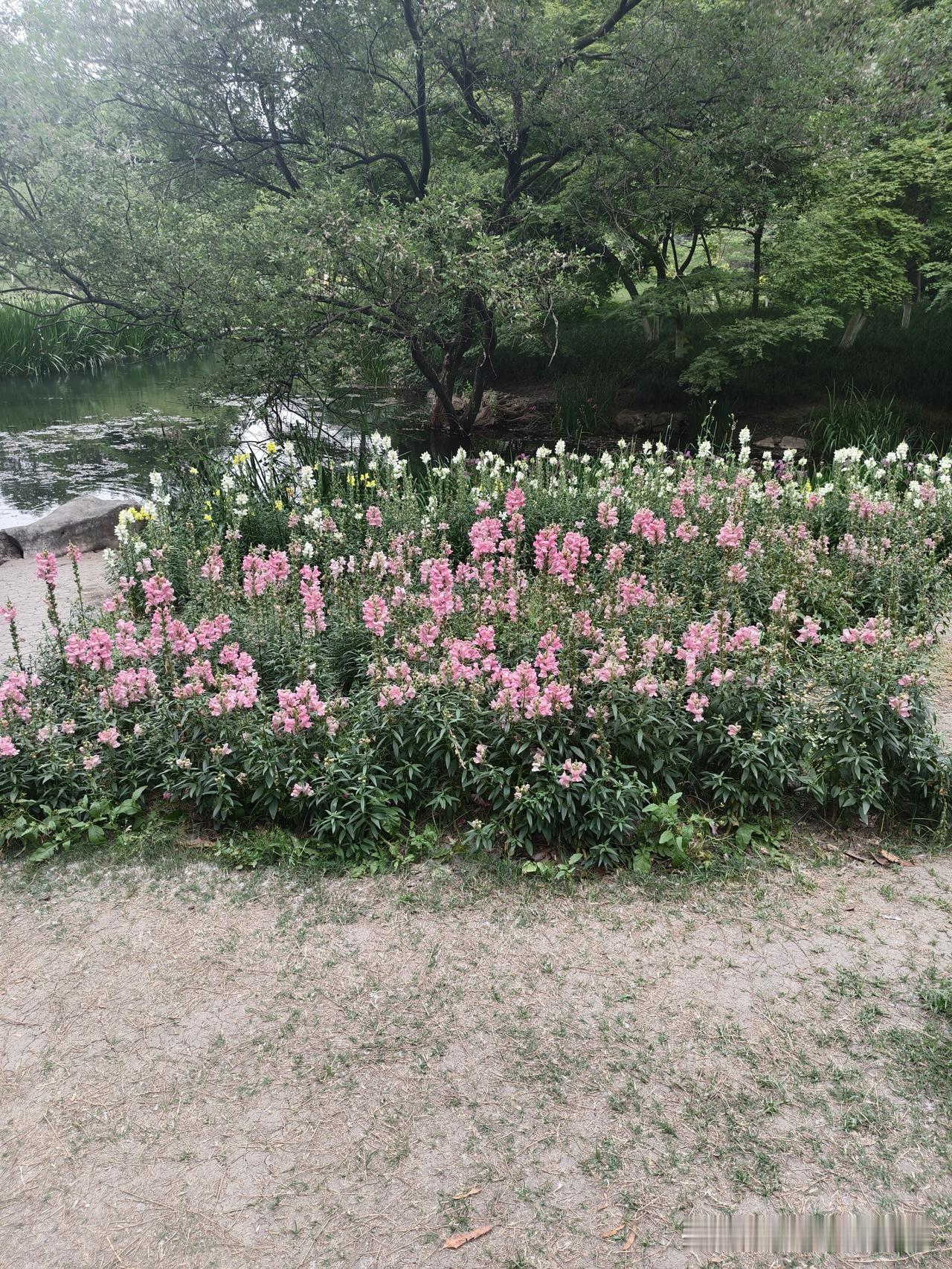 杭州太子湾公园美景自行拍摄