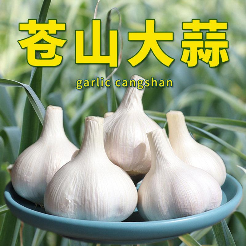苍山大蒜和金乡大蒜哪个好? 苍山大蒜是大蒜界的扛把子，被称誉“天下第一蒜”！
苍