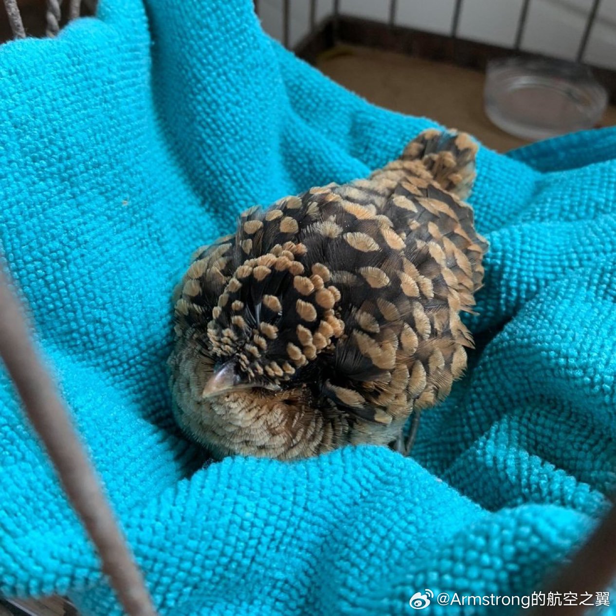 条纹杜鹃（Tapera naevia）的幼鸟利用特殊羽毛，模仿松果的纹理和颜色进