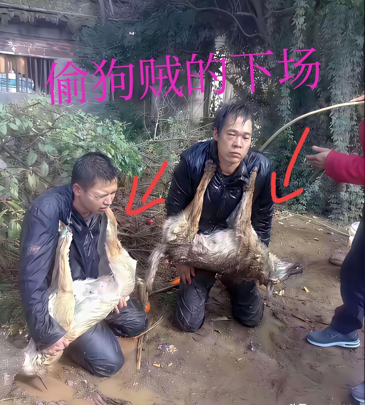 偷狗行为本身触碰了法律底线，农户饲养的犬只属于合法私有财产，未经允许私自窃取的行