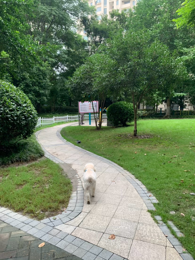 雨暂停，有一些的惊喜。毕竟预报是下到下周三赶紧的溜达，说下就要下了感觉 