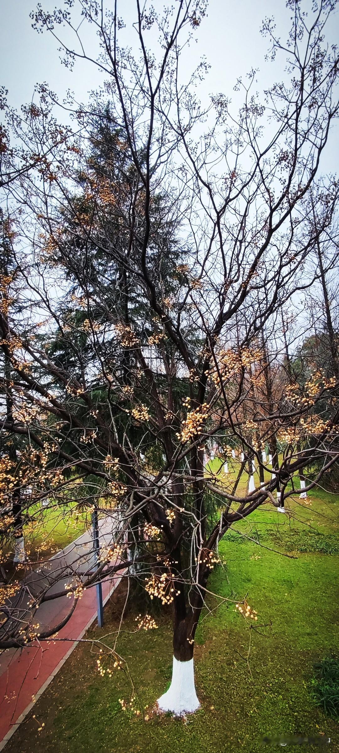 晒图笔记大赛冬日的枝头是寡淡的，塔松还是那样，杉树已经纷纷落叶，偏偏这棵苦楝枝头
