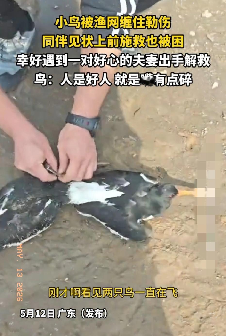 近日广东，一只小鸟被渔网缠住勒伤，同伴飞来施救也被困！幸好一对好心夫妻出手解救。