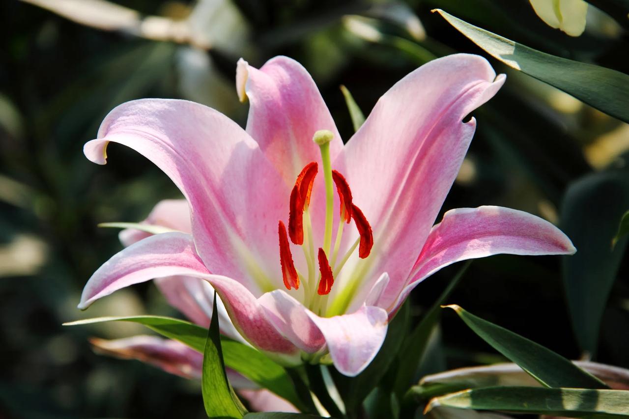 百合花，品种多，五彩缤纷。粉红色的百合花，还是很漂亮的。关键是很香很香！[赞][