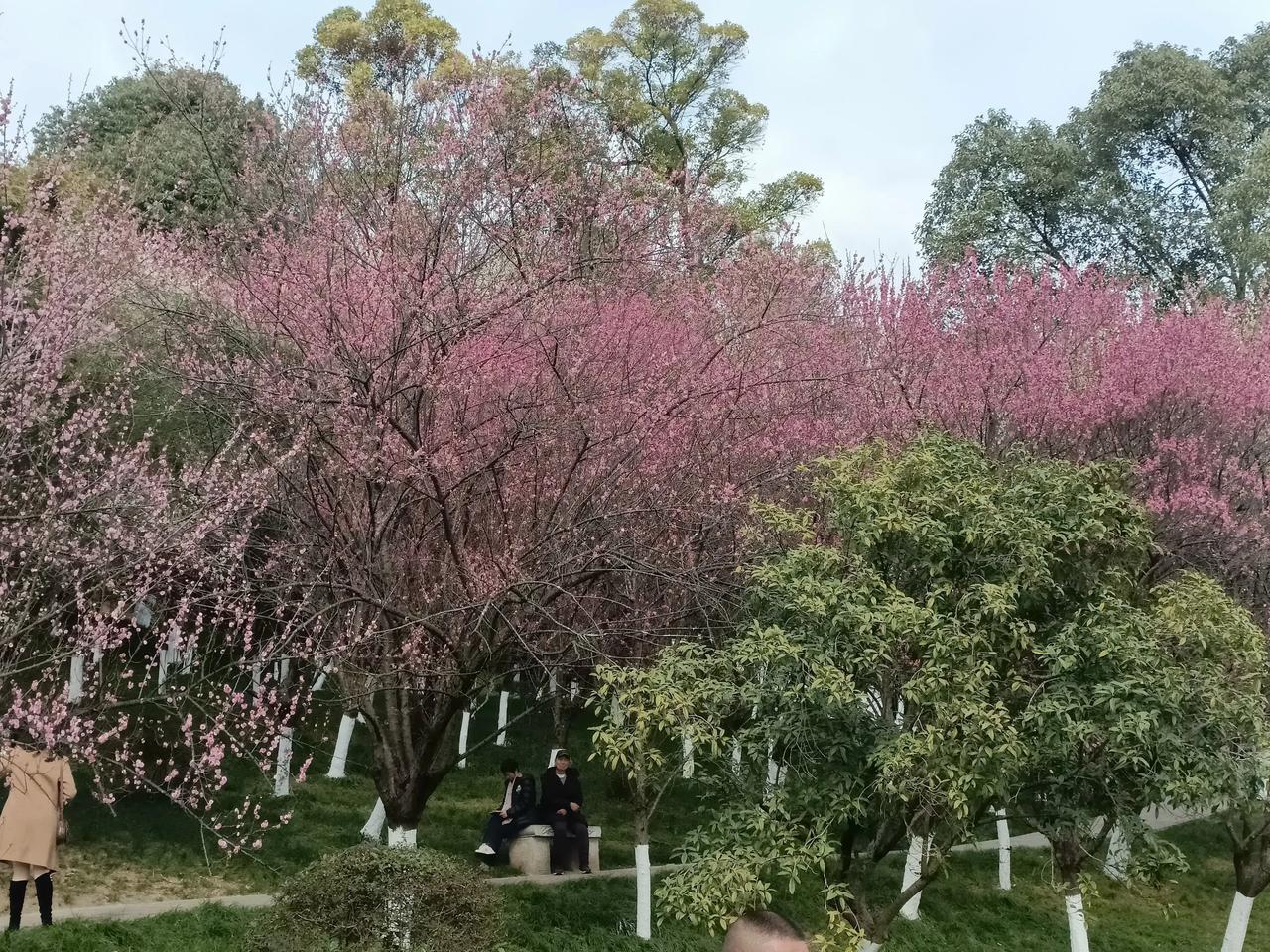 快来西山公园看红梅！绵阳坐拥四山（东旗、西鼓、南蛇、北龟），其中西山因子云亭而闻