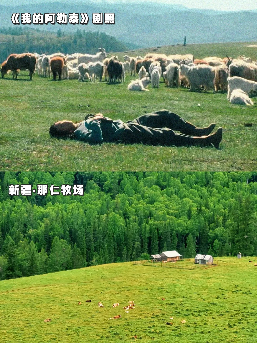 感谢阿勒泰治好了我的精神内耗😭