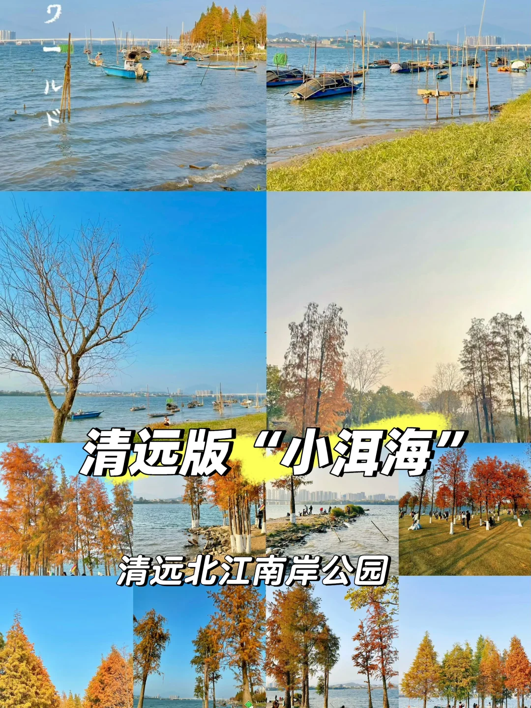 清远版“小洱海”｜冬日限定！秋日的落羽杉好美