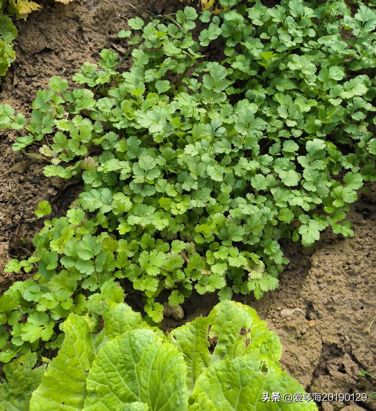 济南共享菜园种的不是菜，是爱好。真正的种菜是要有经济效益的。只有30个平方，用传