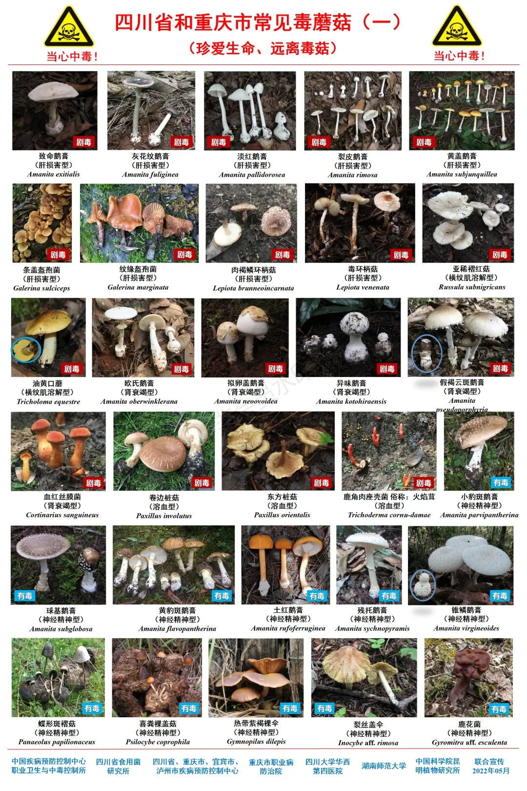 【注意⚠️】看看这些蘑菇千万不能吃