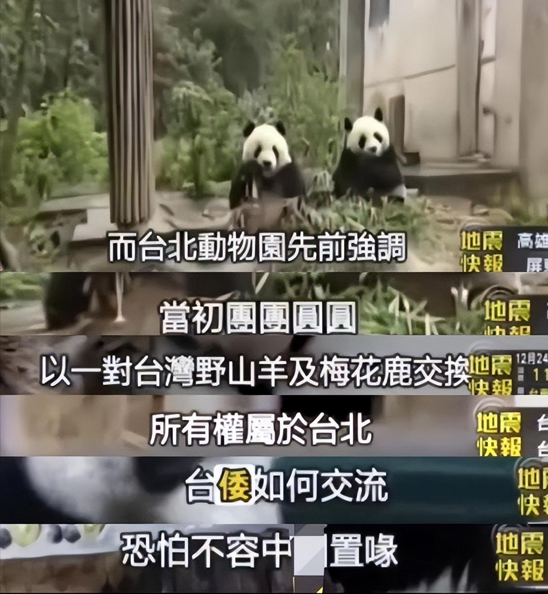 “台独”分裂势力的媚日行径，简直毫无下限。

众所周知，日本租借的两只大熊猫明年