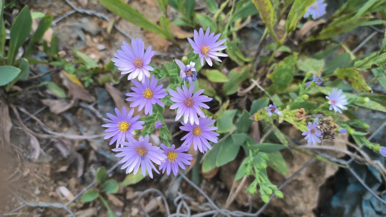 #分享一张小野花的照片。#