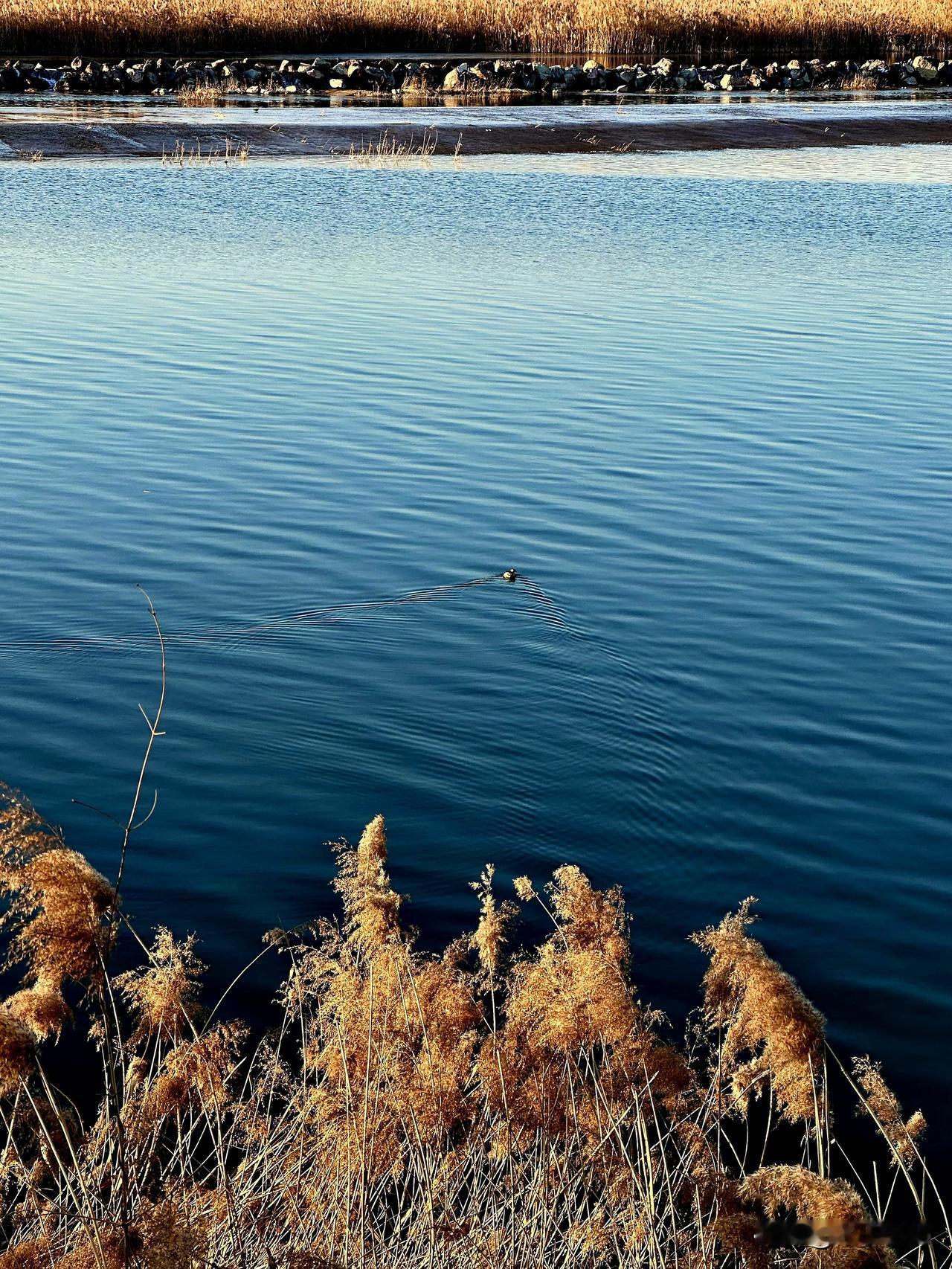 开年第一天，石家庄天气晴朗，阳光暖融，滹沱河溪水潺潺，举起相机留下记忆。
202