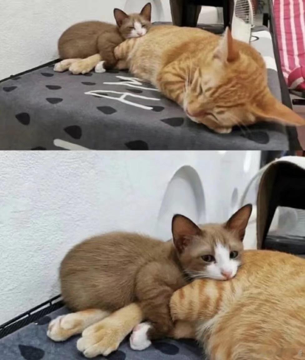 我是不会放弃拖我哥后腿的 