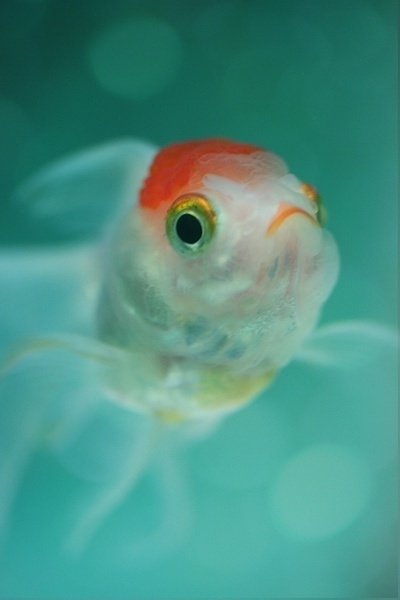 一个人真正炫耀的东西，是善良，是教养，是包容，是见过世面的涵养，向阳而生，做一个