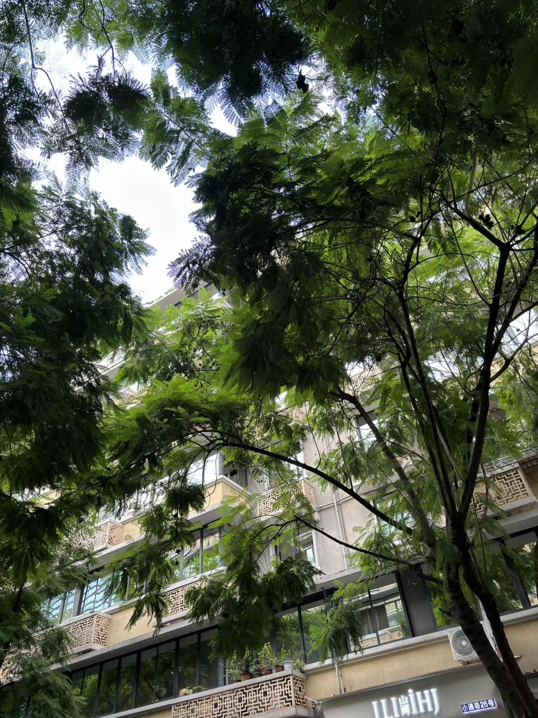 好美的树！建议全国推广