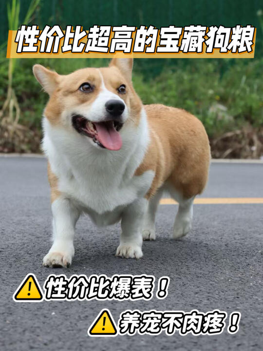 按箱囤！挑食小狗也爱的狗粮