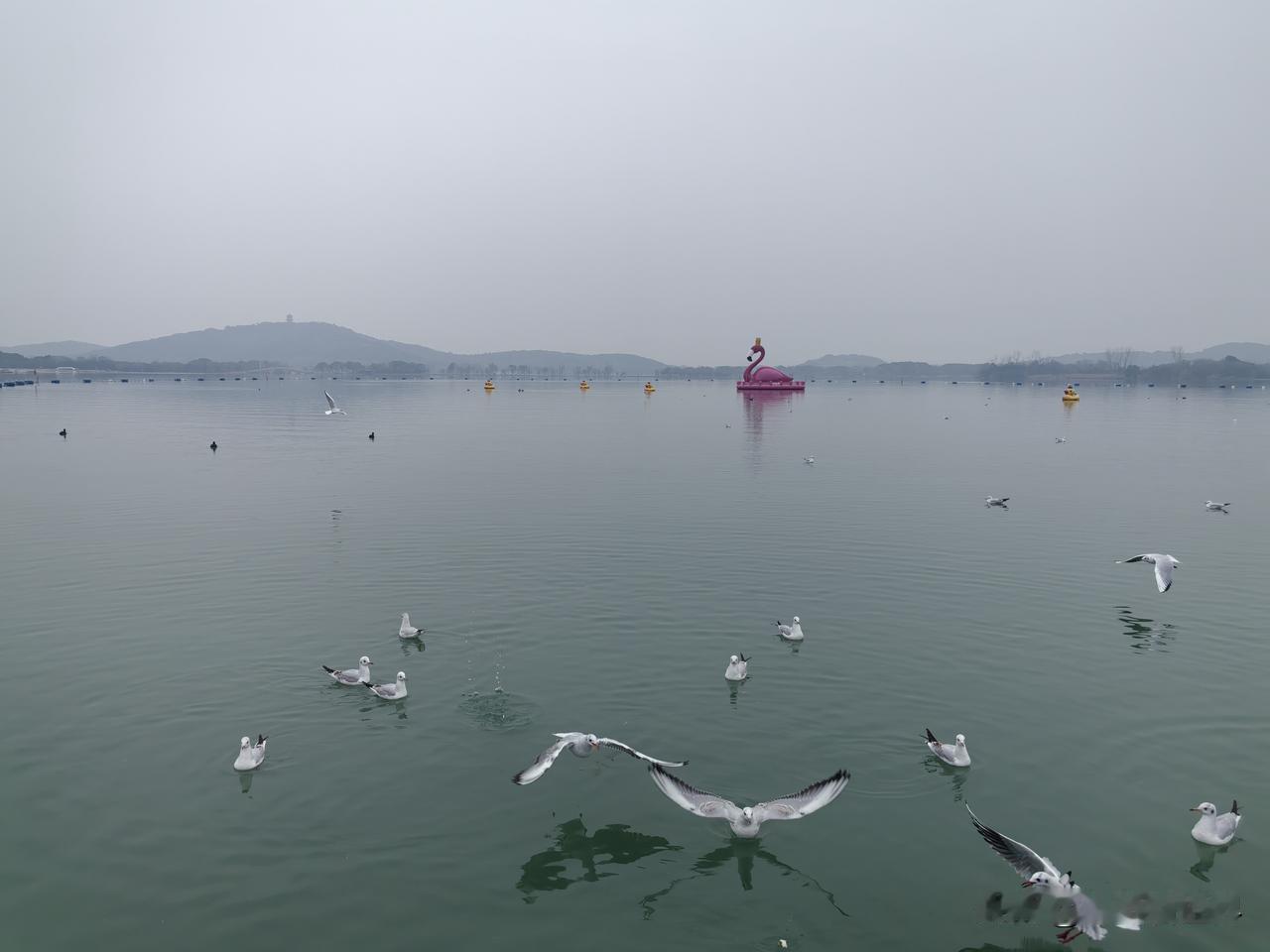 看过新疆博斯腾湖的海鸥，见过青岛栈桥的海鸥，那么无锡渤公岛的海鸥，又怎么能不来见