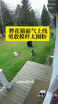 千万别小看家里的狸花猫，骨子里藏着天生的侠骨！
       一只黑熊贸然闯入农