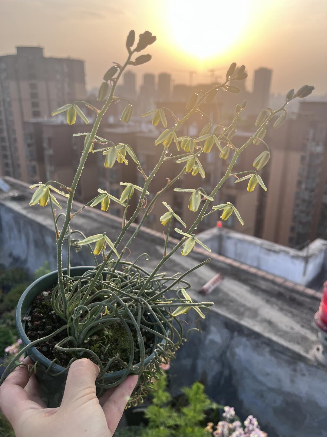 弹弹弹弹簧草