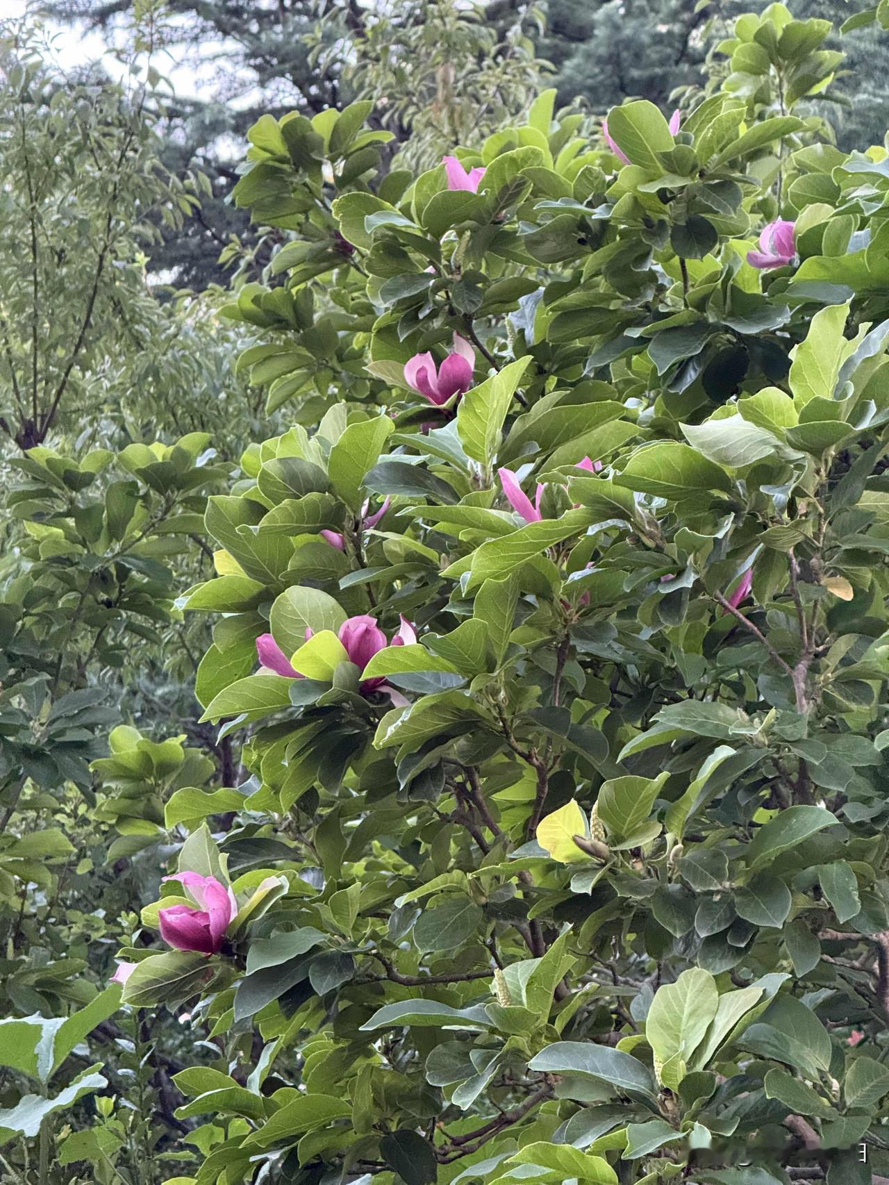 西江月•辛夷花

红萼春初书信，素笺秋半时光。花同世事看非常，多少暖凉枝上。
