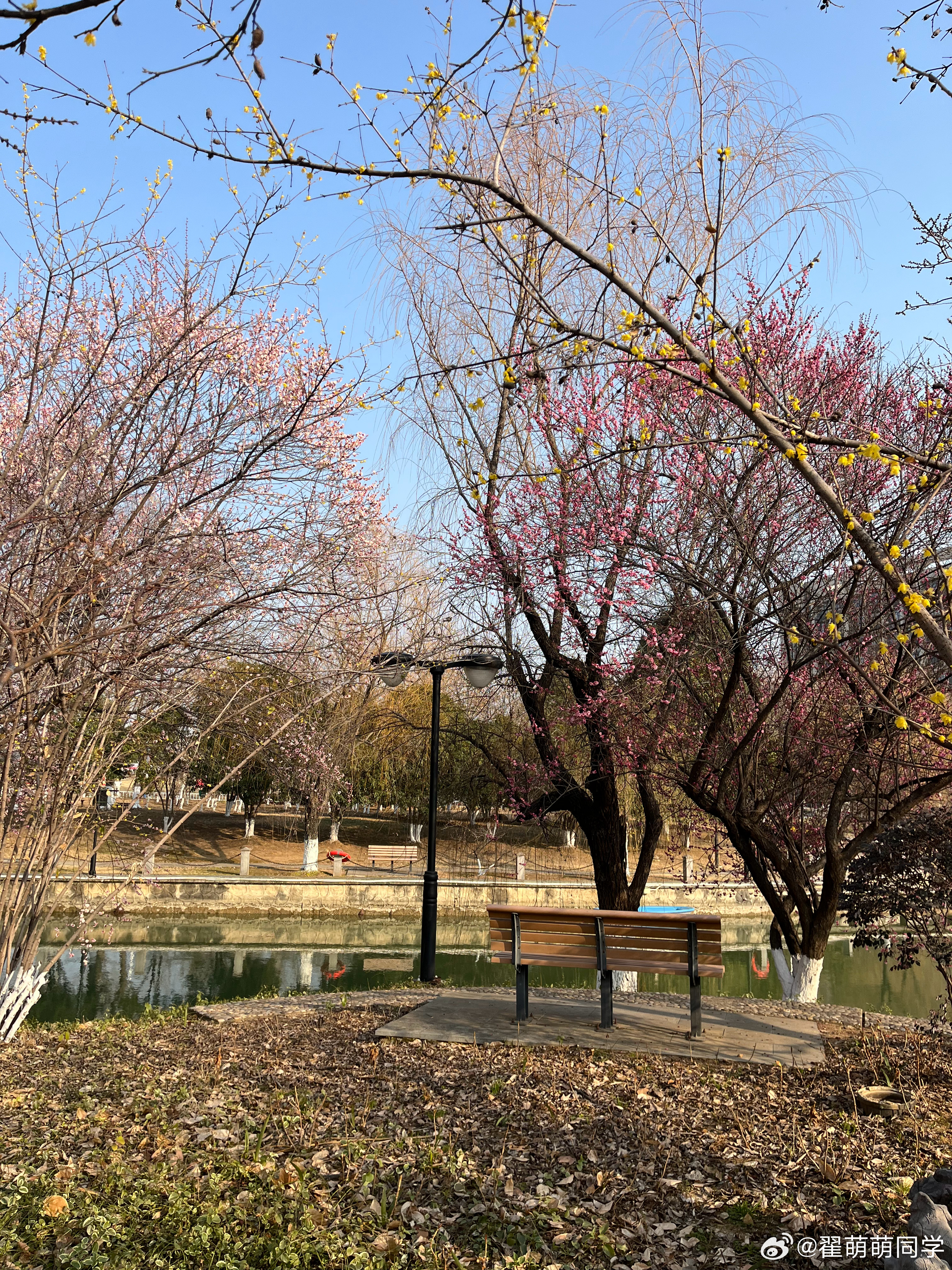 在这两棵梅花树下看了小半天的书，托阿蒙的福，记住了它们的名字，粉皮宫粉vs粉红朱