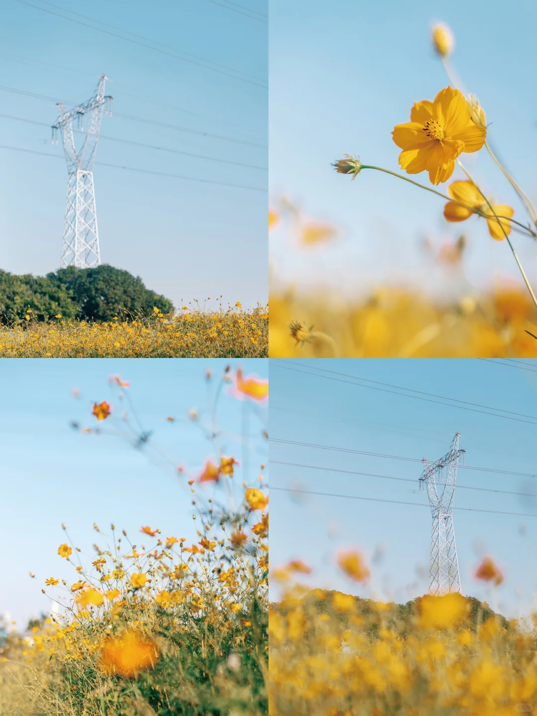 油画般的黄秋英花海｜治愈系｜花卉摄影｜百色