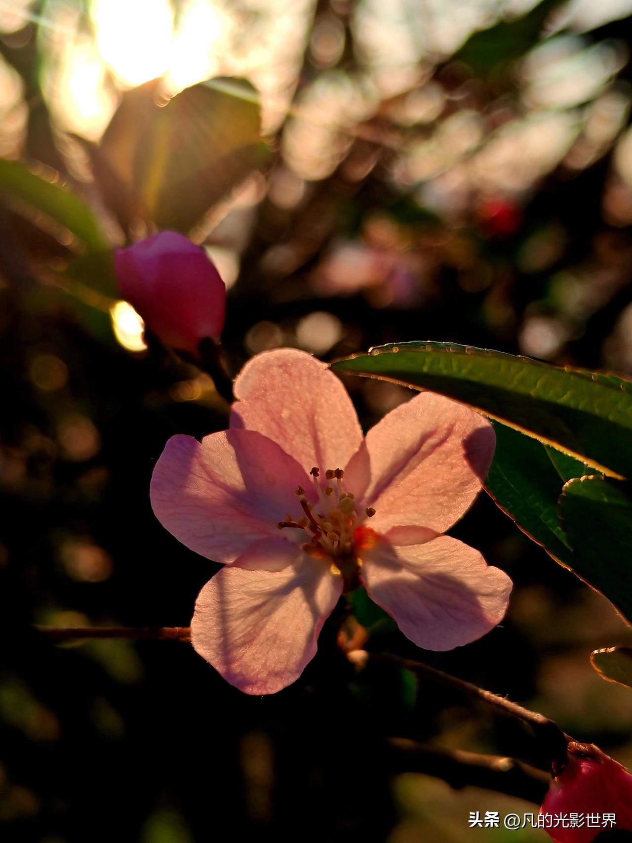昨天重庆的天气好爆了，傍晚有夕阳，在大鱼海棠公园里的海棠花开了，随手拍了几张，美