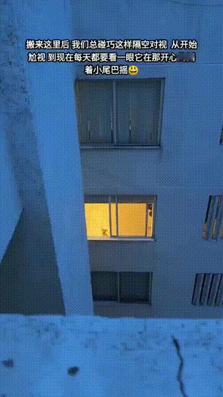 每天下班回家都有一颗小狗头 宠物卖萌中心 ​​​