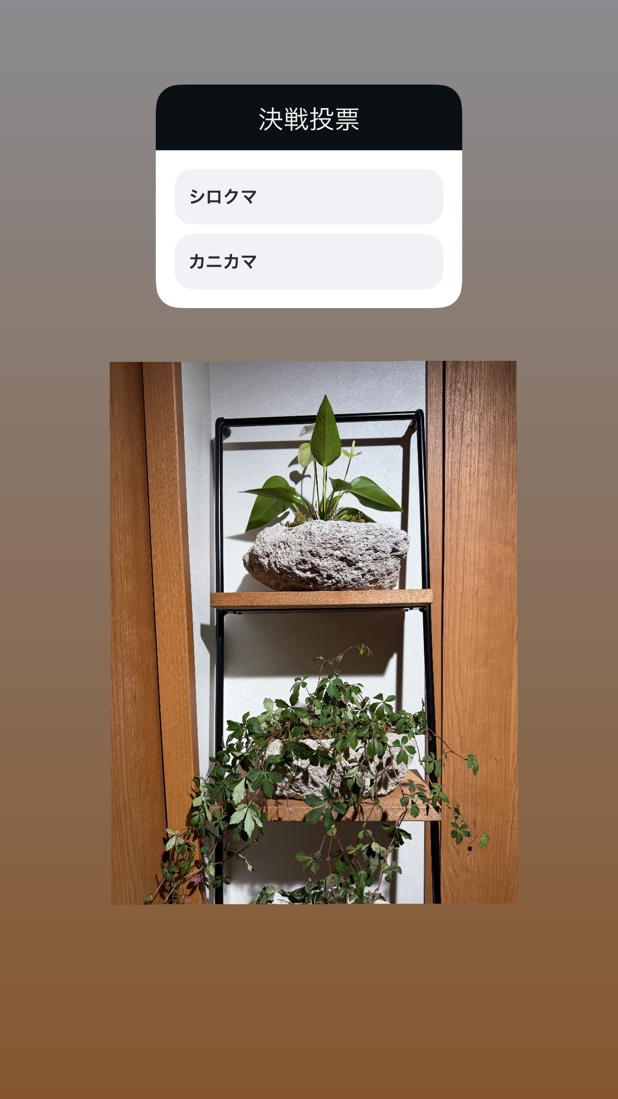 吉田晴登（ins 快拍 