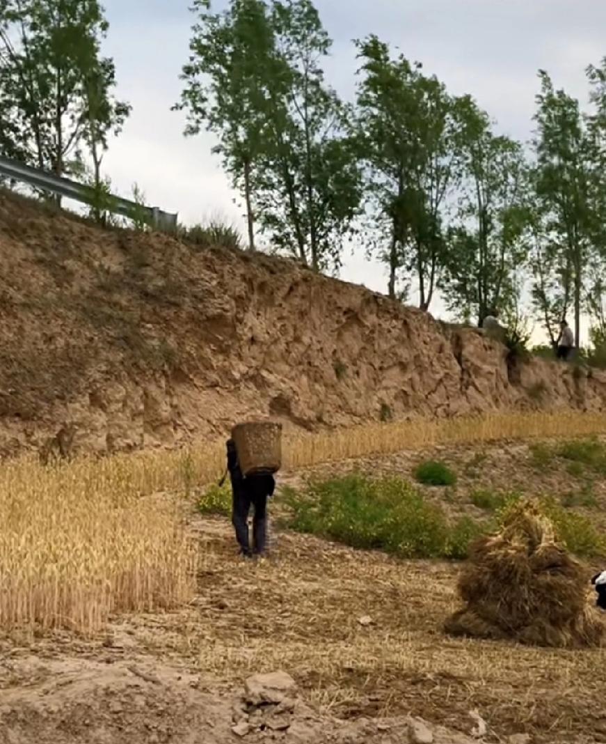 种田人的酸甜苦辣，
皆融入了一粒粒稻谷之中。
“春种一粒粟，秋收万颗子。四海无闲