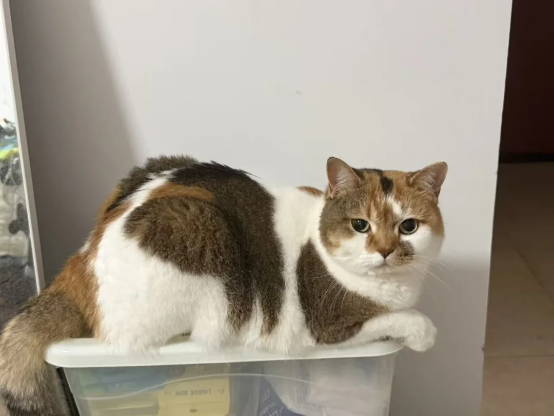 每天早上出门它就这样