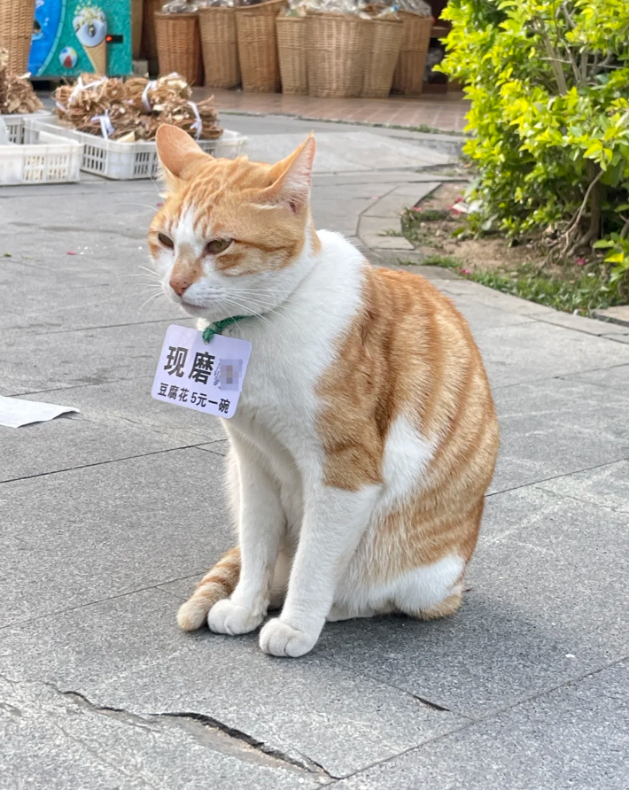 车若初见 别抓我，我是持证上岗