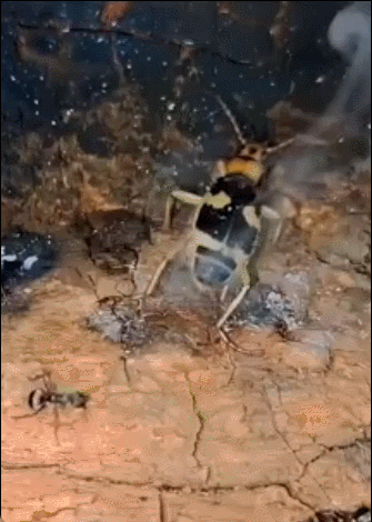打屁虫一枪把蚂蚁枪毙了 ​​​