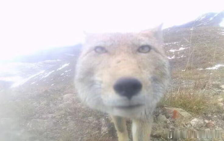 1965每天就想用这种表情看老师 