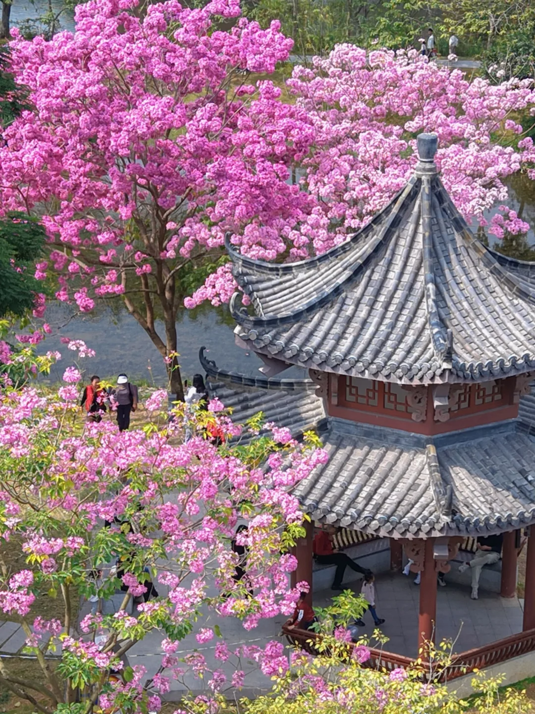 2.7的深圳🌸这大概是中国人才懂的意境美吧