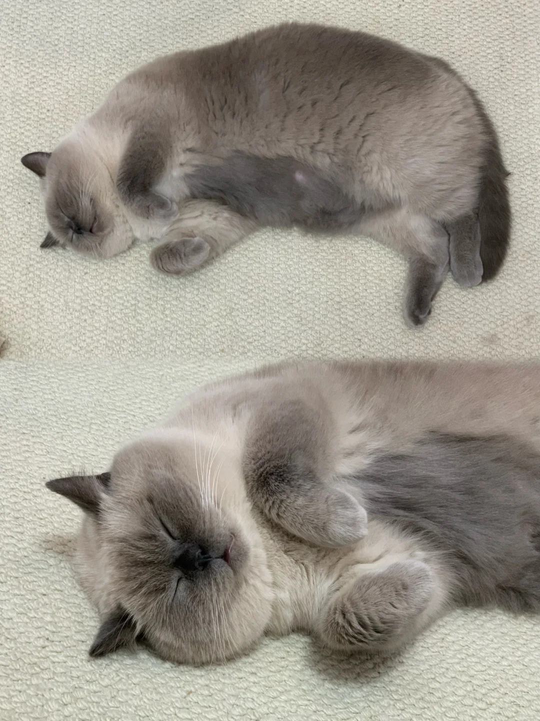 有的小猫，能躺着绝不坐着