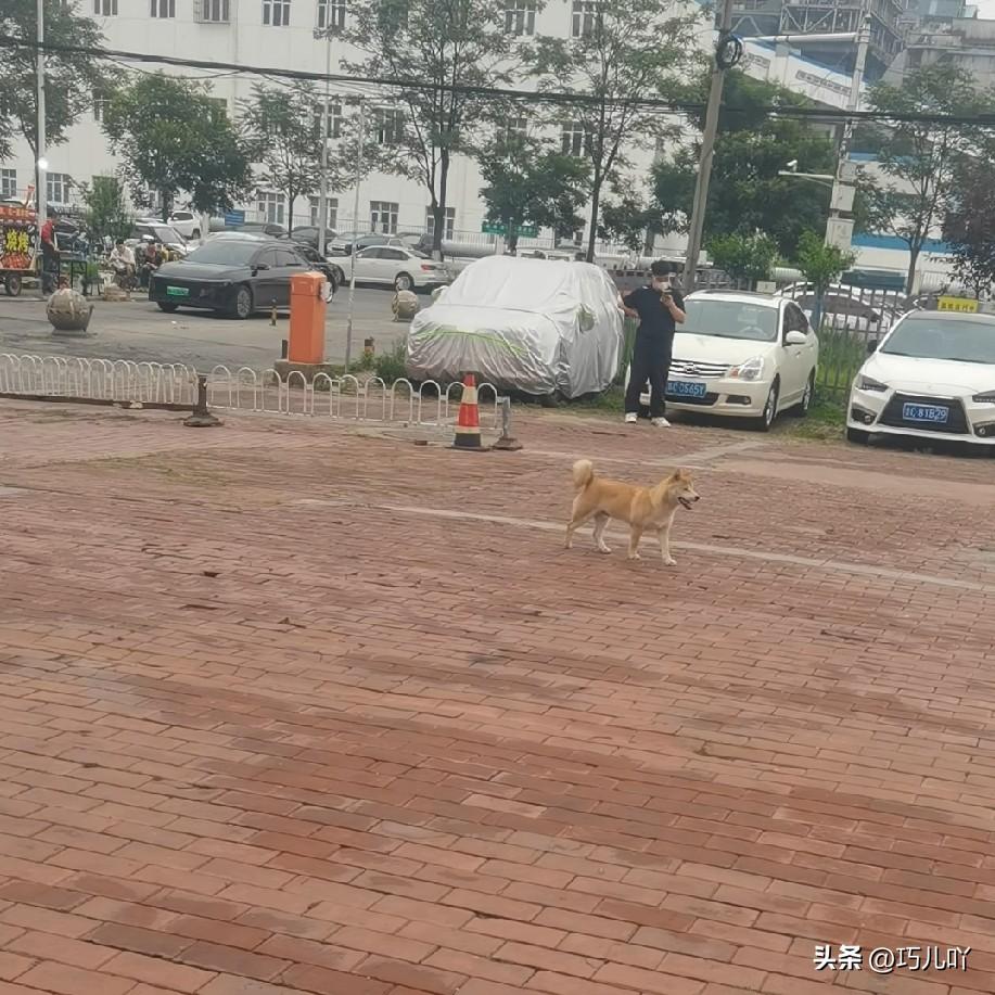 狗进餐厅上桌吃饭算什么事儿啊？和我说这事儿比起来都是小巫见大巫。

就在昨天，我