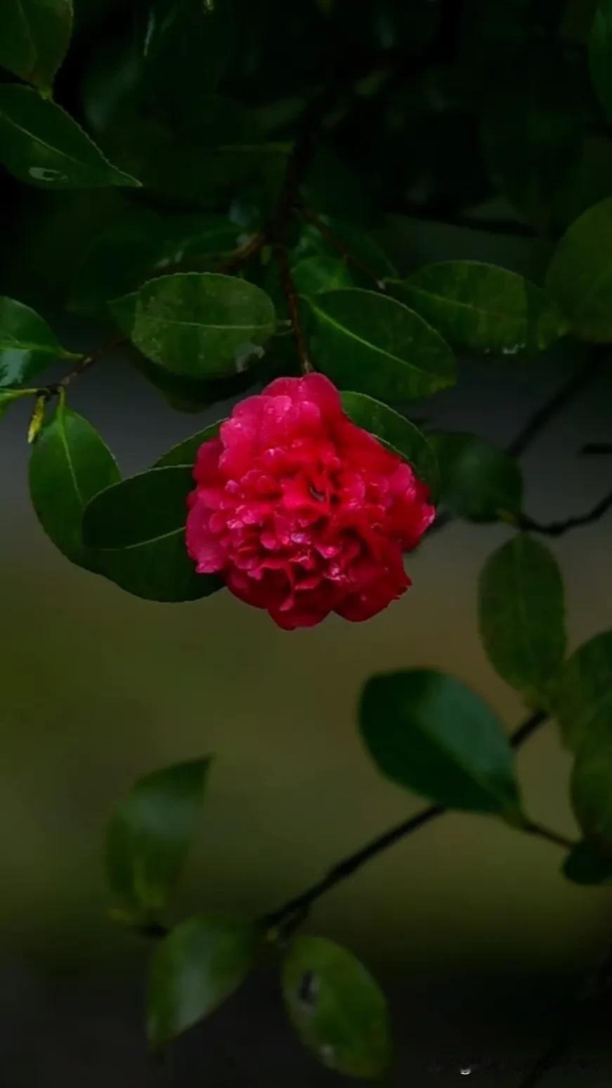 鲜艳的粉红花，绿叶的衬托，自然的美景。手机随拍花朵美