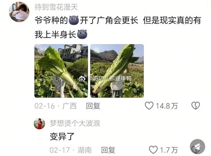 好大的菜～🥬🥬 